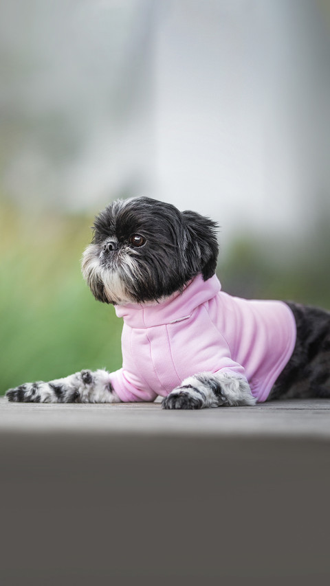 A black-and-white female Shih Tzu in a pink screenshot