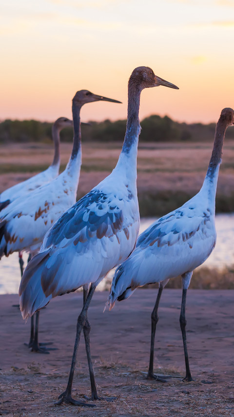 The redcrowned crane is walking screenshot