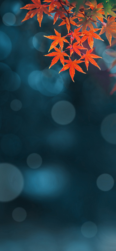 一叶知秋 screenshot