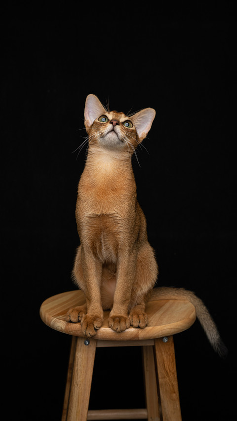 The benefits of raising cats for children screenshot