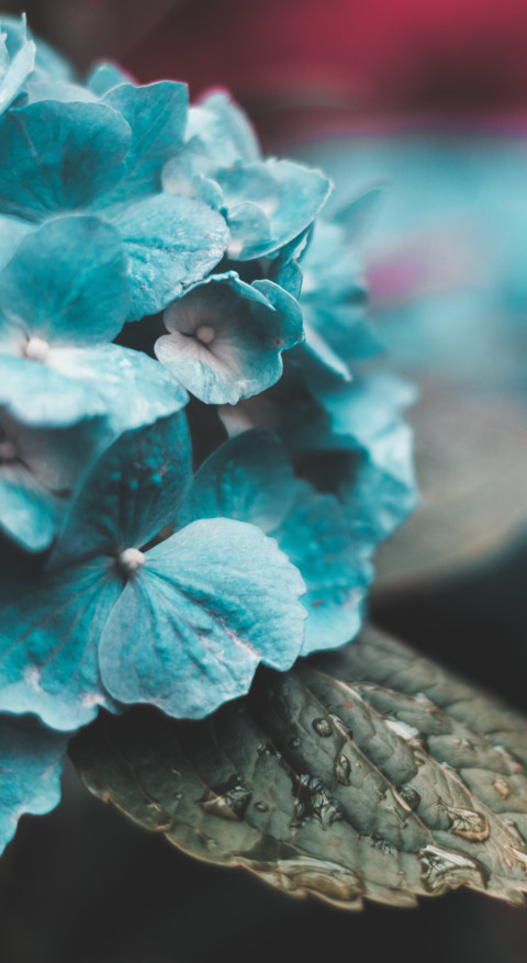 Macro Photography screenshot