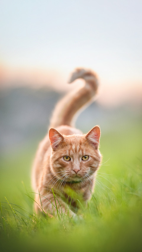 Serious ginger cat sneaking among green grass screenshot