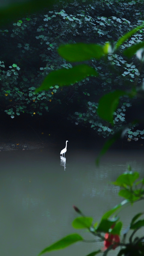 Deep in the secluded lotus the shadows of egrets are screenshot