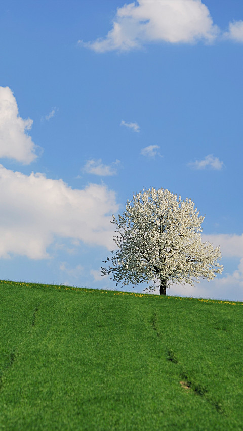 Green grass and blue sky screenshot