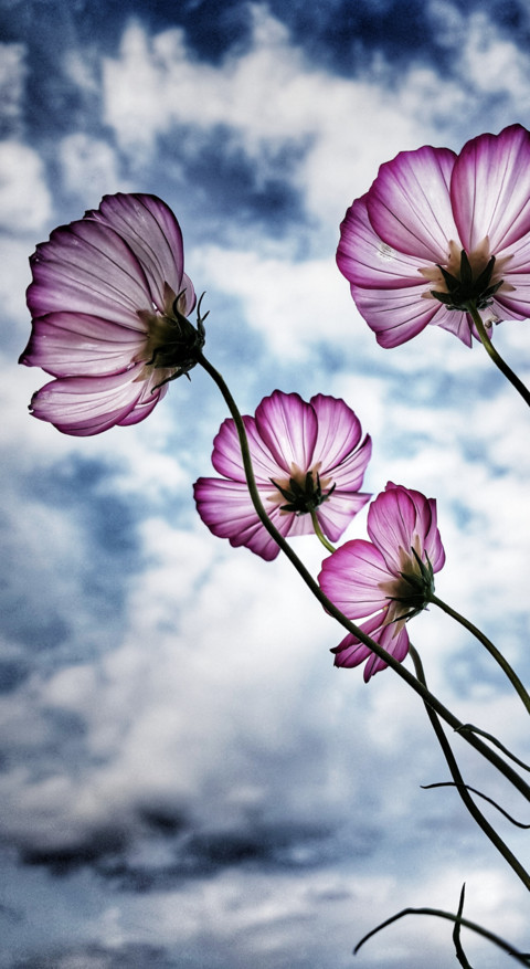 Floral B1 (7) screenshot
