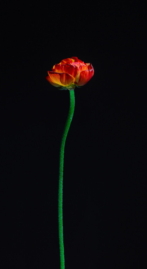 Floral B1 screenshot