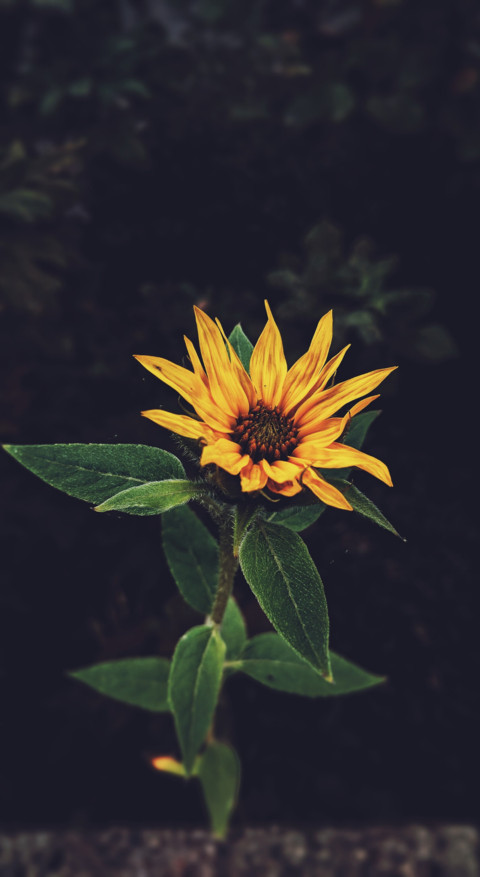 Floral B1 (12) screenshot