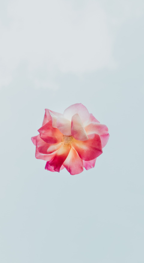 Floral B1 (2) screenshot