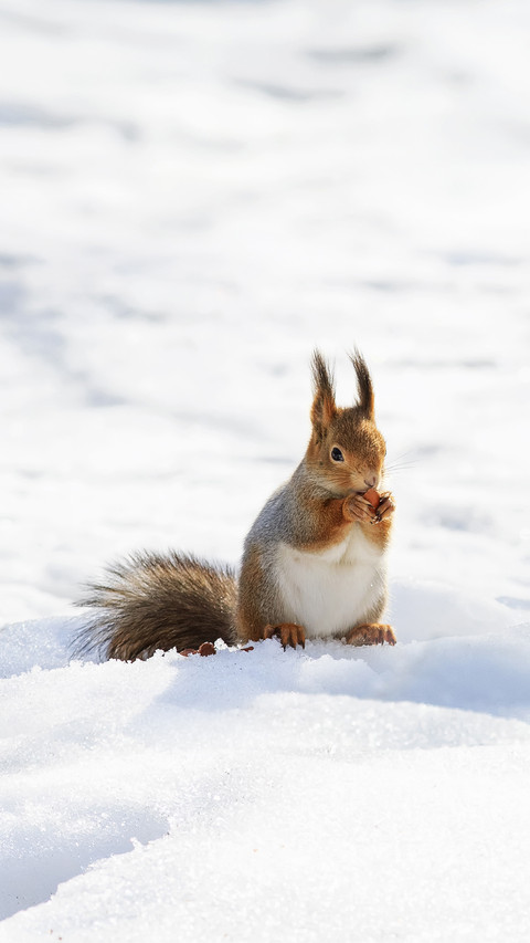 Beautiful Fluffy Squirrel Eating Nuts on White Snow screenshot