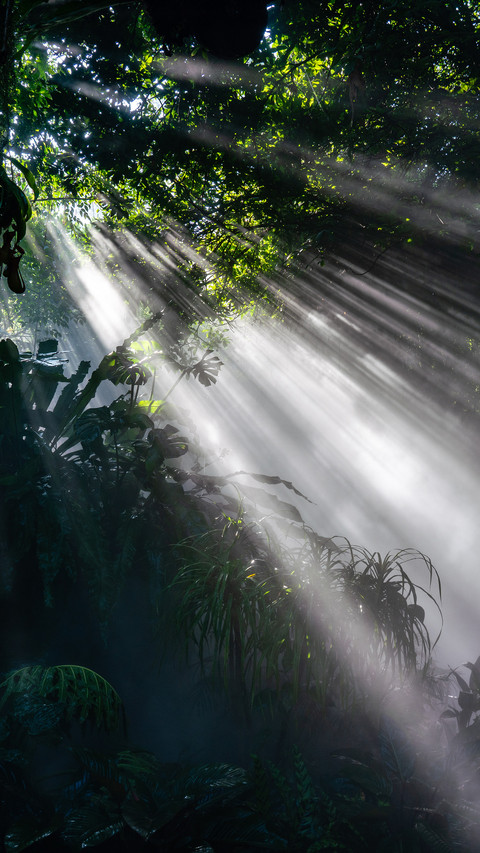 Tropical rainforest screenshot