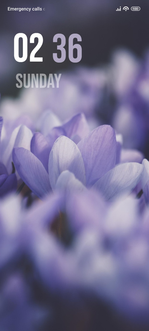 Crocus Purple screenshot