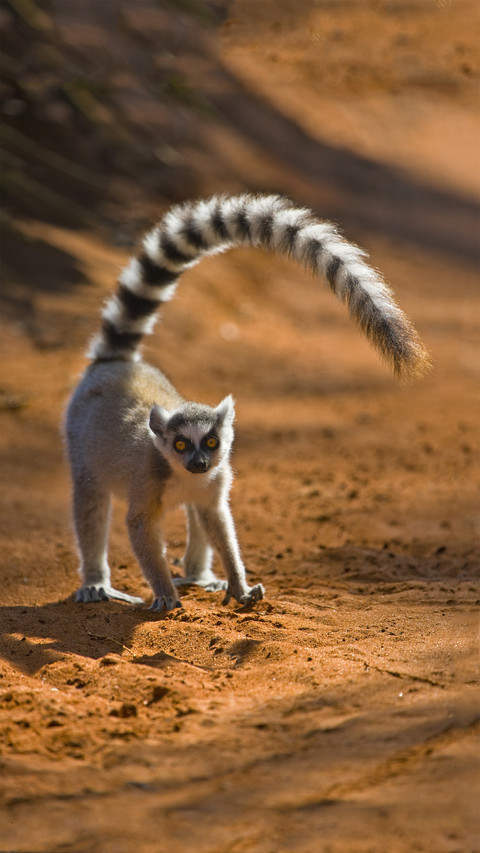 The ten slowest animals 85 screenshot