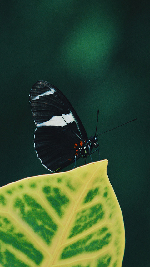 animal (2) screenshot