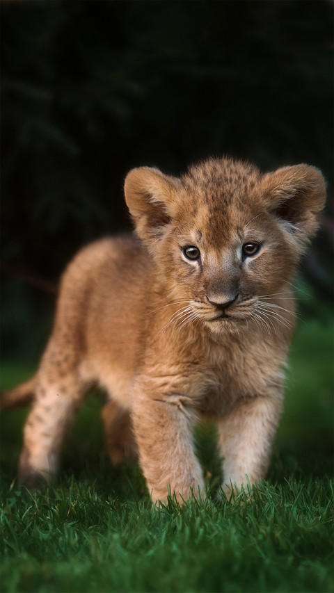 Cute Cheetah-01 screenshot