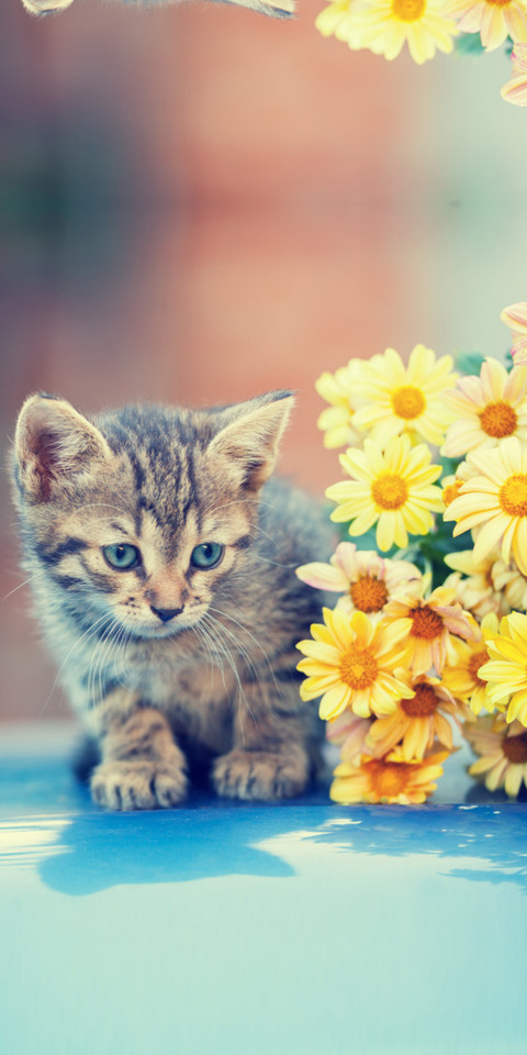 Cat_DWM19 screenshot