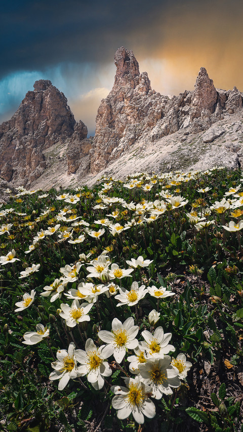 Blooming flowers and plants screenshot