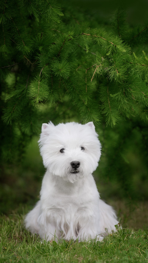Cute West Highland White Terrier in a Lush Park screenshot
