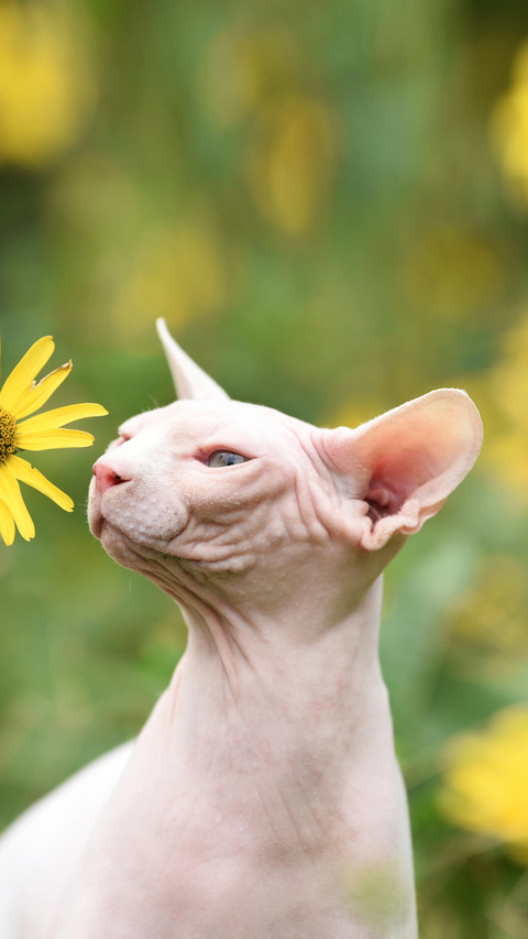 The most alien looking Meow 3 screenshot