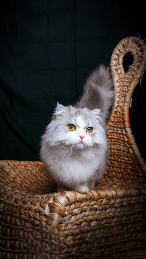 Short legged cats become new favorites screenshot
