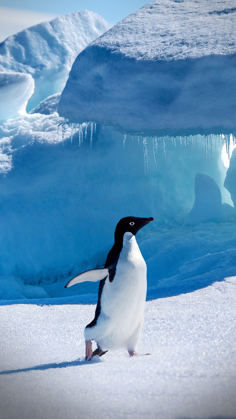 Revealing the evolution of penguins screenshot