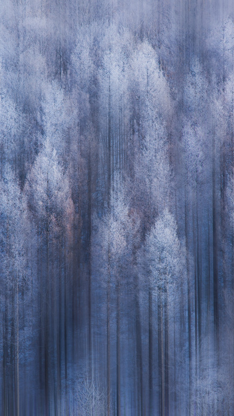 The snowcovered forest remains silent as ever screenshot
