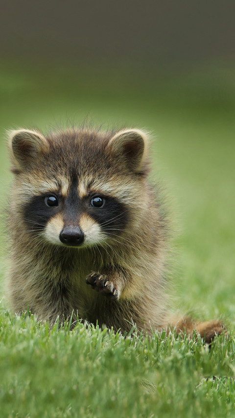The fox is on the grass screenshot