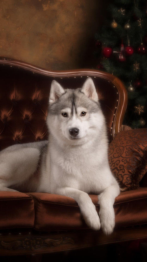Dog219 screenshot