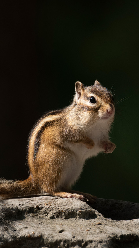 Chipmunk screenshot