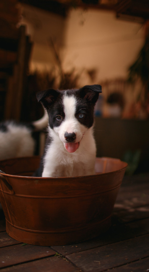 Cute Animals (11) screenshot