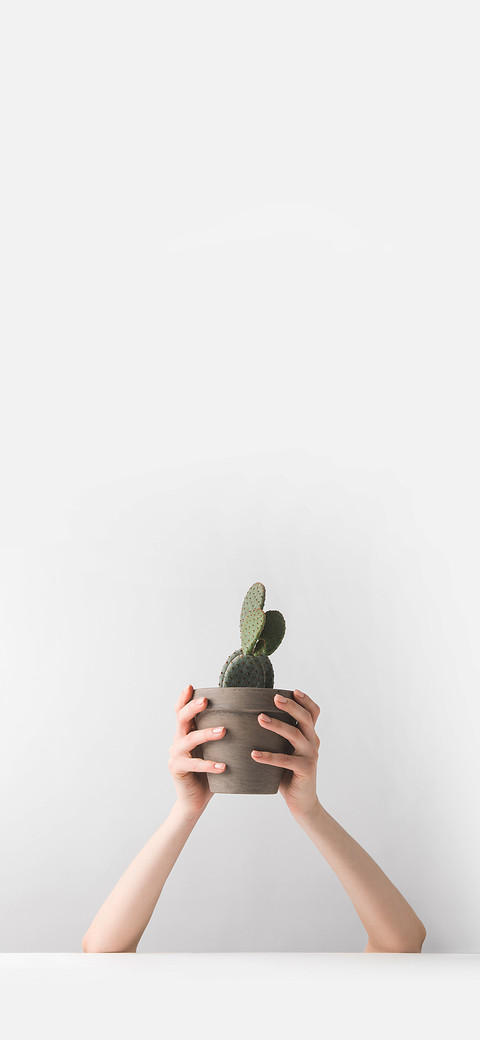 Fresh Potted Plants-PAIXIN screenshot