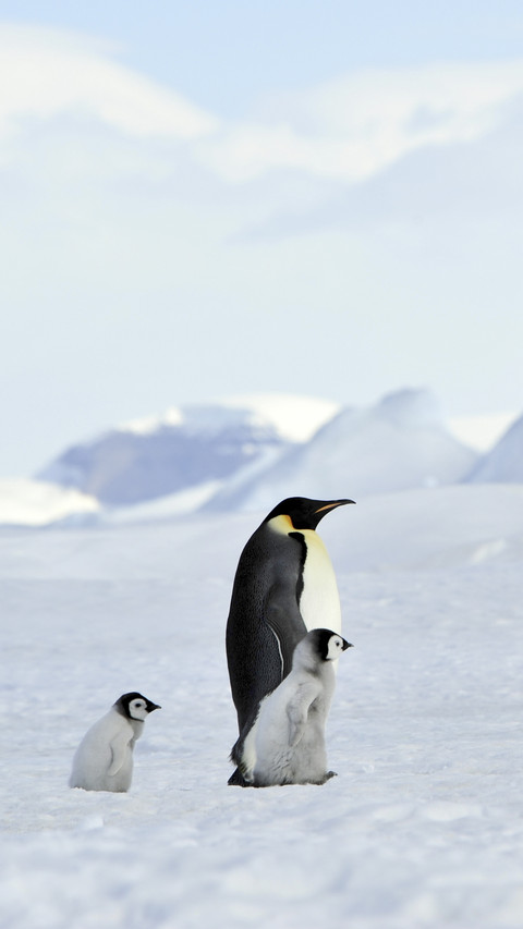 Lovely Penguins on Snow screenshot