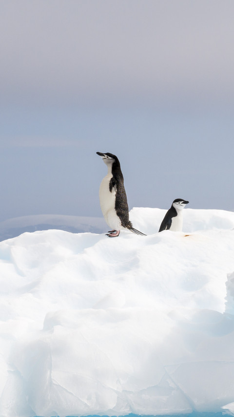 Lovely Penguins on Snow screenshot