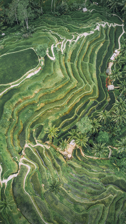 Beautiful Terraced Fields screenshot