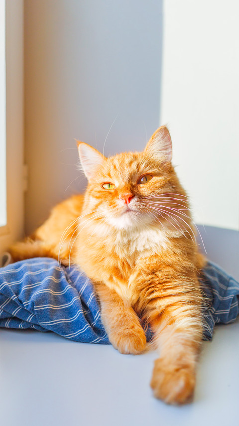 Cute cat is lying on blue striped shirt on window sill screenshot