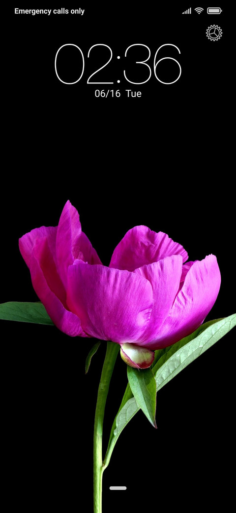 Peony (JD) screenshot
