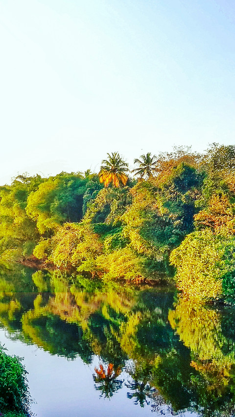 trees screenshot
