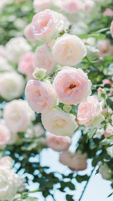 Roses under the white clouds screenshot