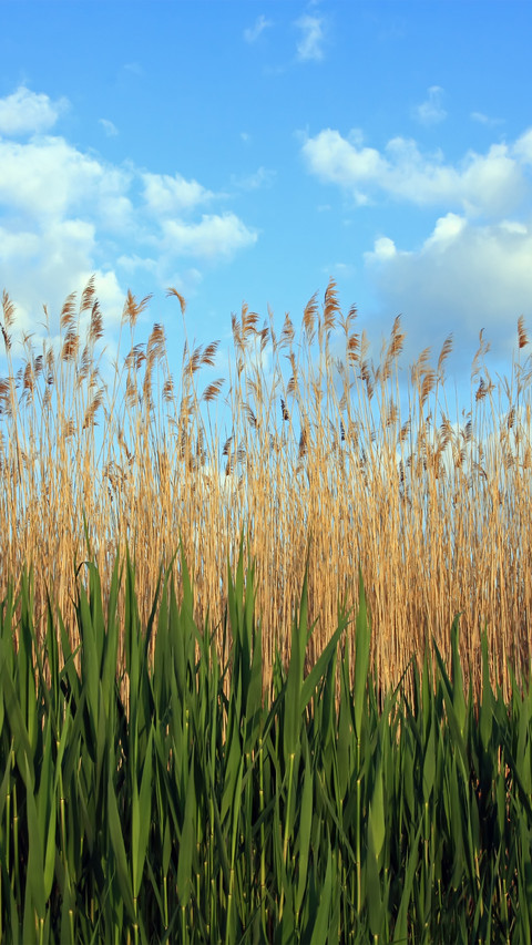 Reed shore screenshot