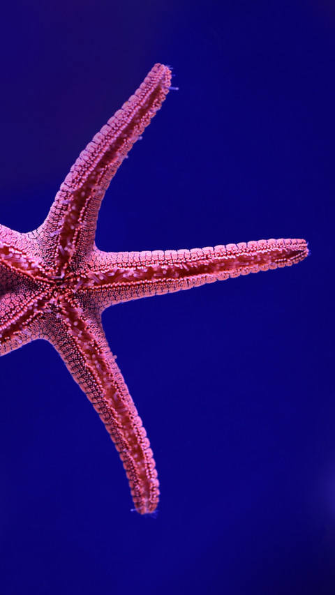 Marine Life (2) screenshot