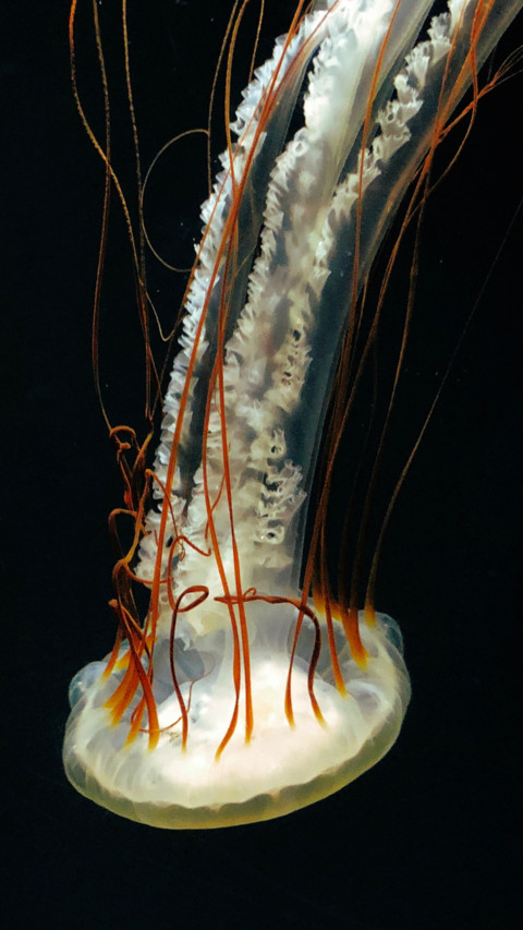 Marine Life (6) screenshot