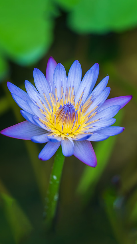 Wuhan botanical garden flower garden screenshot