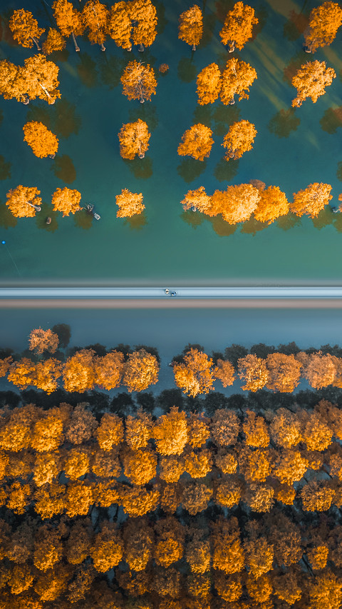 The five most beautiful places in china for metasequoia screenshot