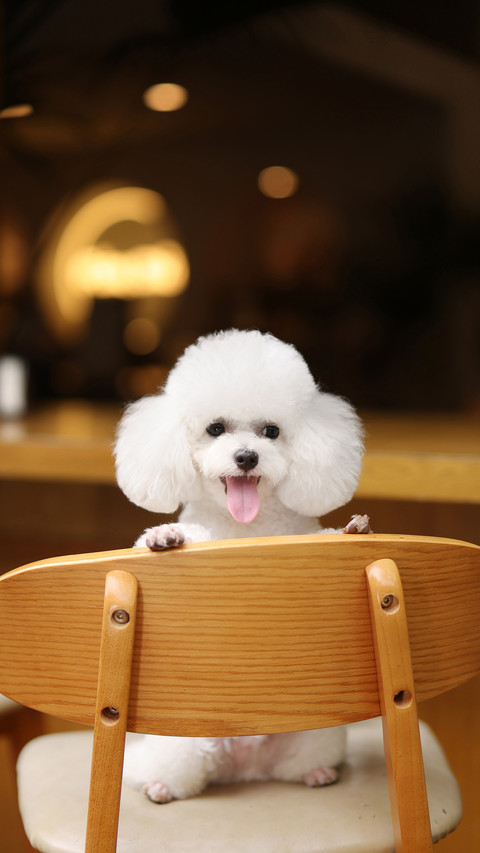The bear on the dining chair 92 screenshot