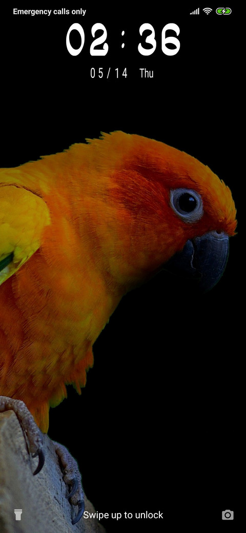 Yellow Macaw_3MDP screenshot