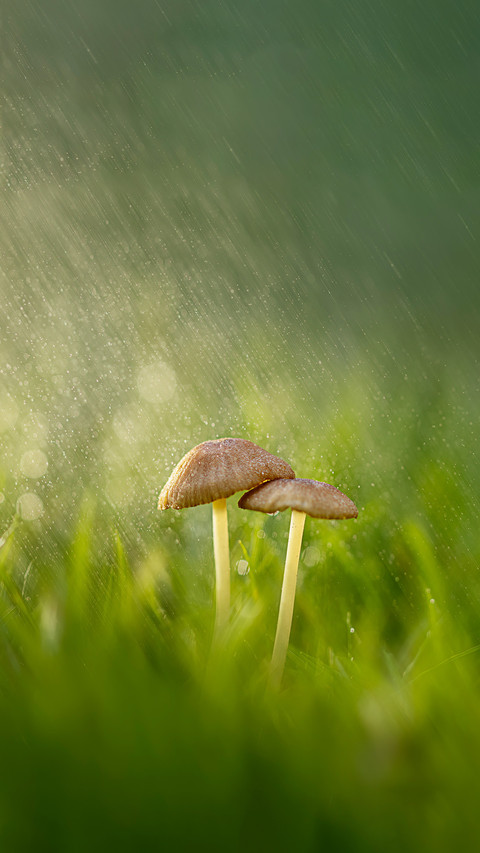 Why do mushrooms grow after rain screenshot