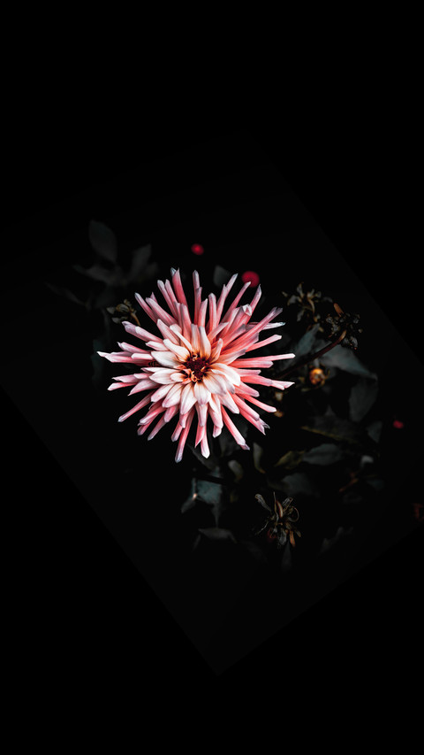 孤芳自赏 screenshot