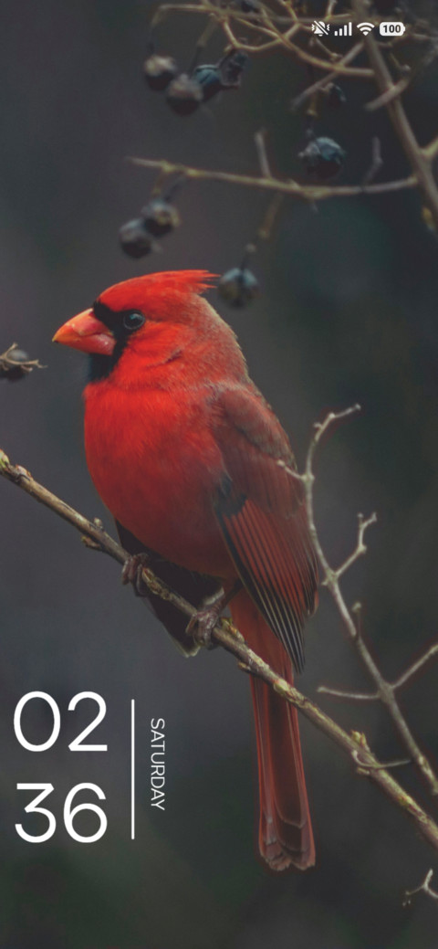 Red Finch screenshot