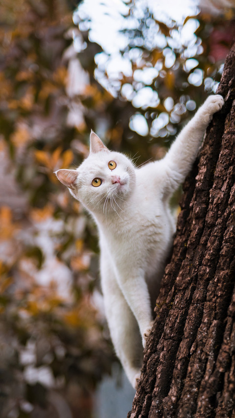 The little cat climbing trees screenshot