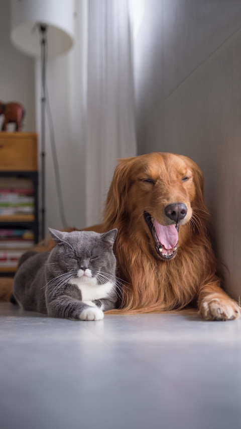Memory of Cats and Dogs 7 screenshot