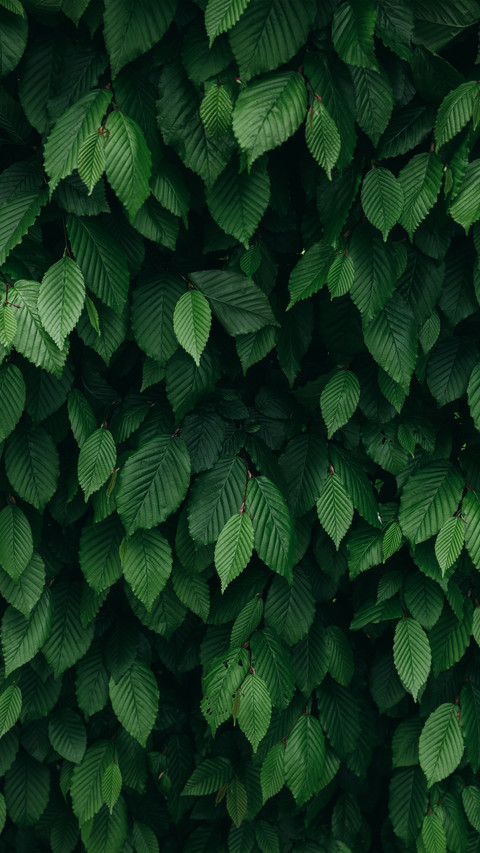 Green eye protection wallpaper screenshot